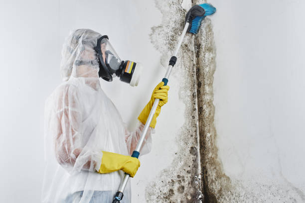 Best Mold Removal Process  in USA